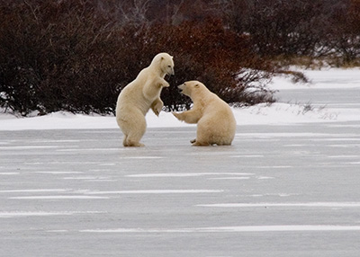 fighting polar bears