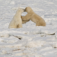 fighting polar bears