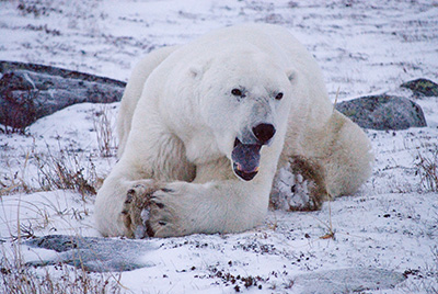 yawning polar bear