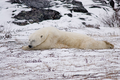 sleeping polar bear