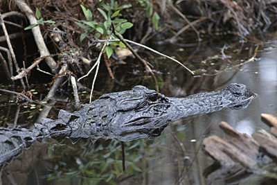lurking american alligator