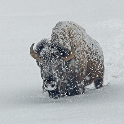 bison in snowstorm