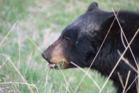 black bear profile