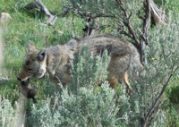 coyote eating rodent