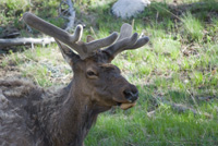 old elk