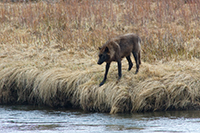 druid wolf by lamar river