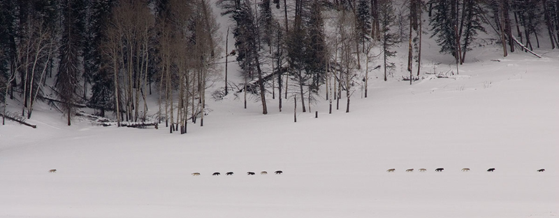 druid wolves in winter