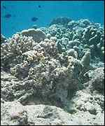 Unhealthy reef   Lauretta Burke