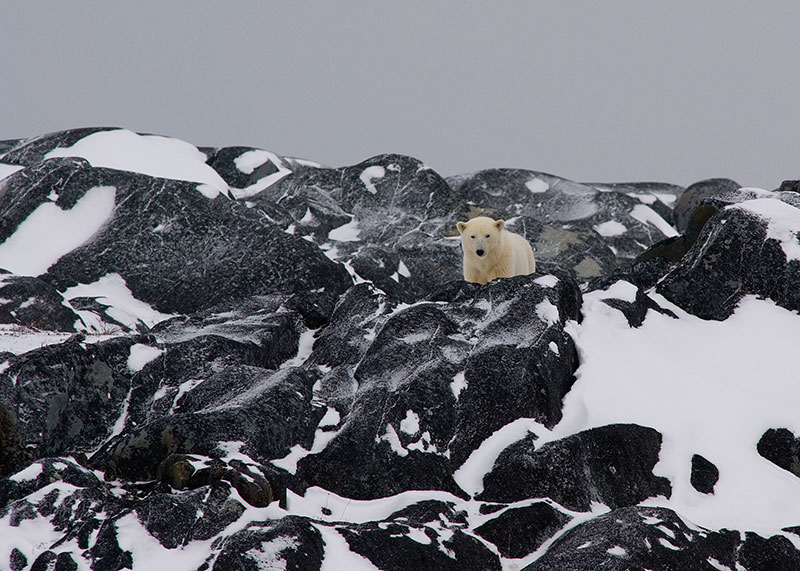 polar bear on Canadian shield rock formation