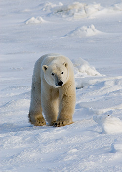 polar bear on Hudson Bay